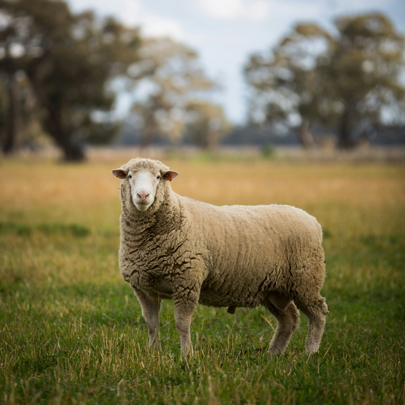 TotalCare by Nature Neem is certified by Ecocert