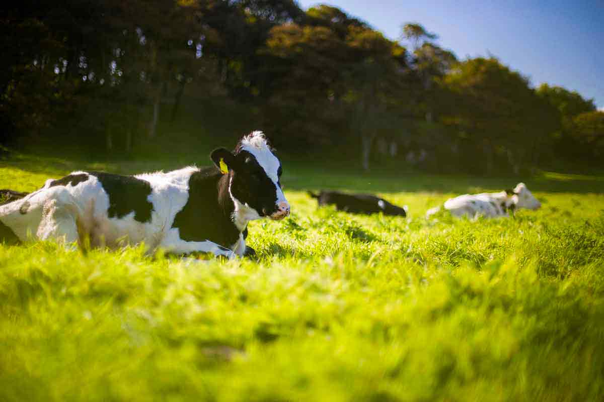 BioCare : Neem oil for animal care 