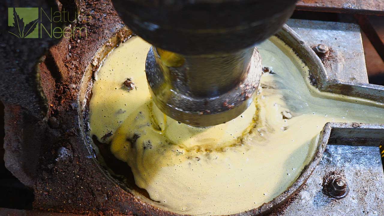 Nature Neem Best Quality Oil from India