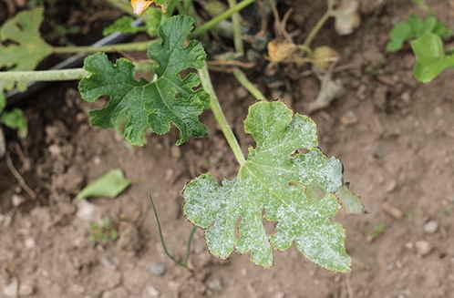 TotalCare by Nature Neem coats the leaf surface