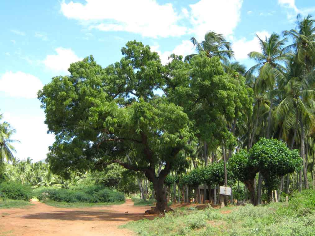 Nature Neem : A well grown neem tree in India