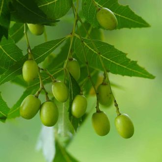 Fruit of neem in wonderful tree
