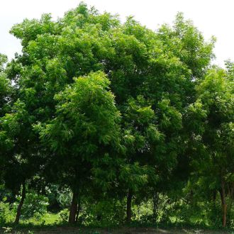 Beautiful neem tree