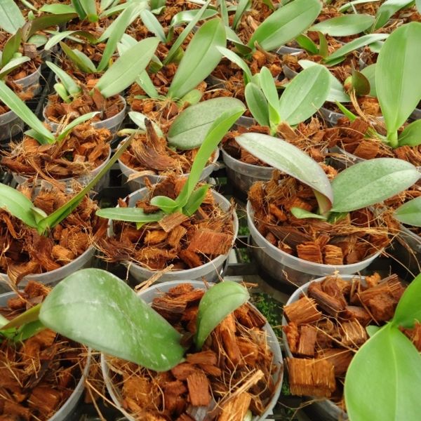 CocoChips the bester growing medium for orchids
