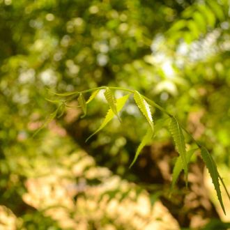 Leave from naturel neem tree